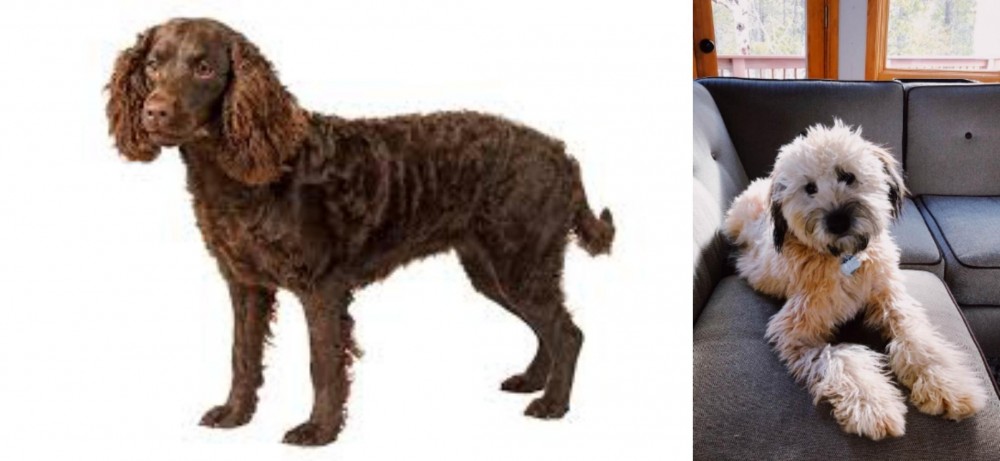 Whoodles vs American Water Spaniel - Breed Comparison