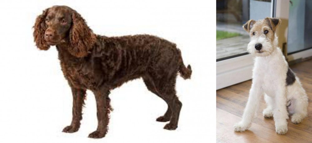 Wire Fox Terrier vs American Water Spaniel - Breed Comparison