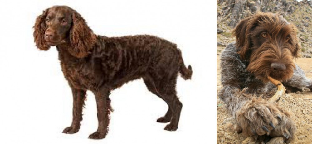 Wirehaired Pointing Griffon vs American Water Spaniel - Breed Comparison