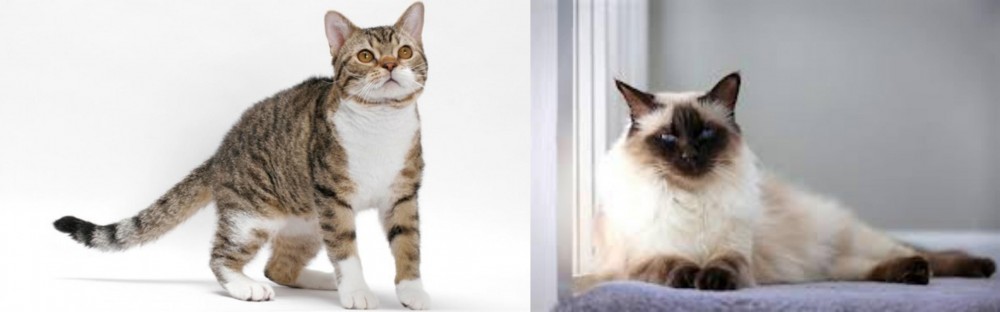 Balinese vs American Wirehair - Breed Comparison