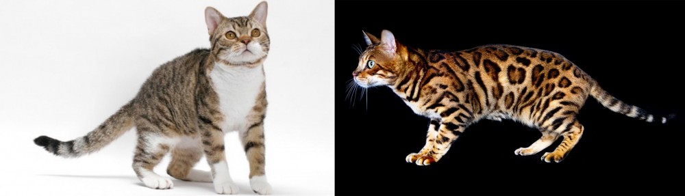 Bengal vs American Wirehair - Breed Comparison