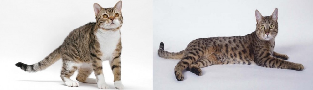 California Spangled Cat vs American Wirehair - Breed Comparison