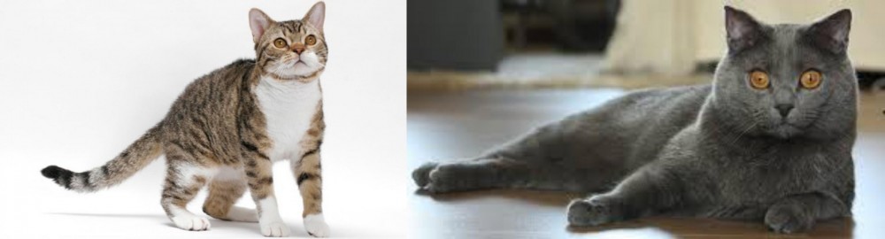 Chartreux vs American Wirehair - Breed Comparison
