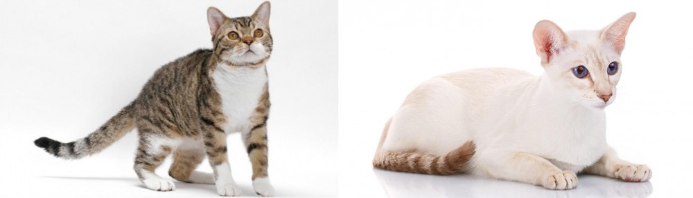 Colorpoint Shorthair vs American Wirehair - Breed Comparison