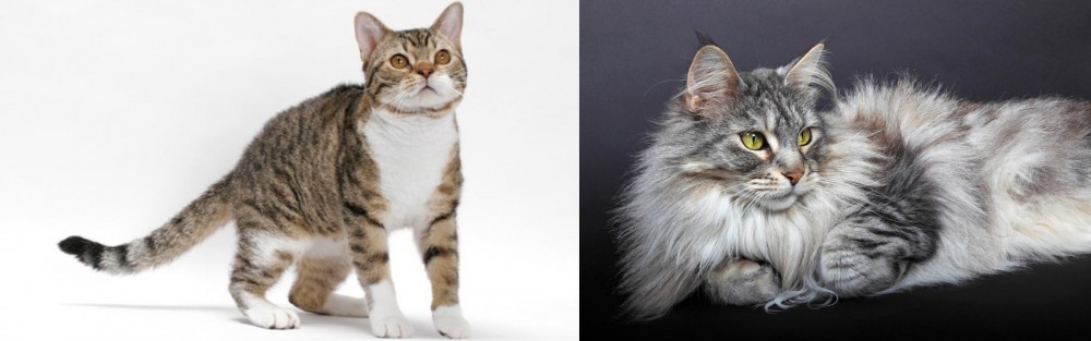 Domestic Longhaired Cat vs American Wirehair - Breed Comparison