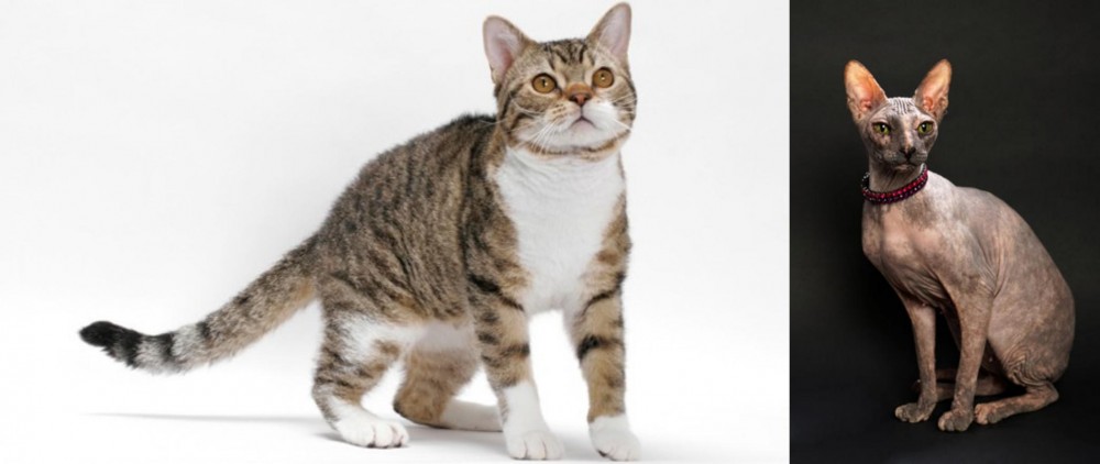 Don Sphynx vs American Wirehair - Breed Comparison
