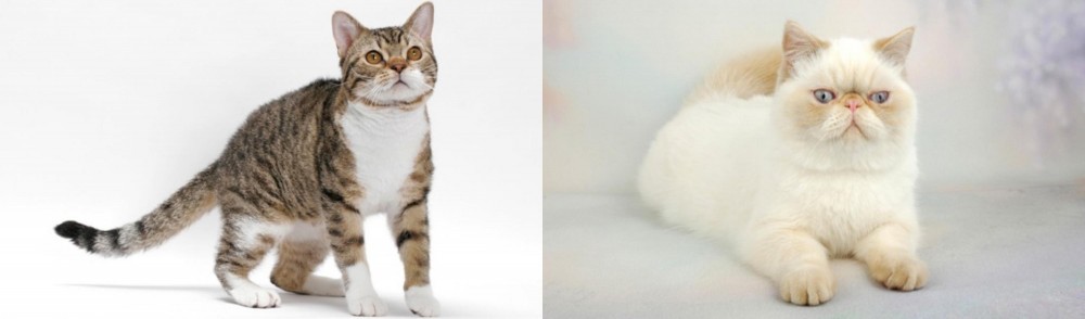 Exotic Shorthair vs American Wirehair - Breed Comparison