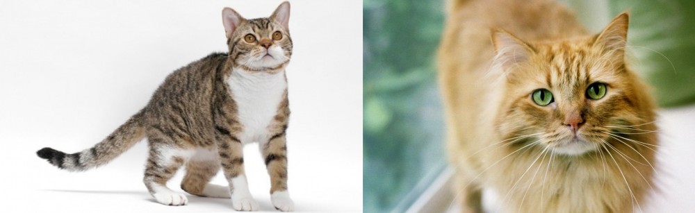 Ginger Tabby vs American Wirehair - Breed Comparison