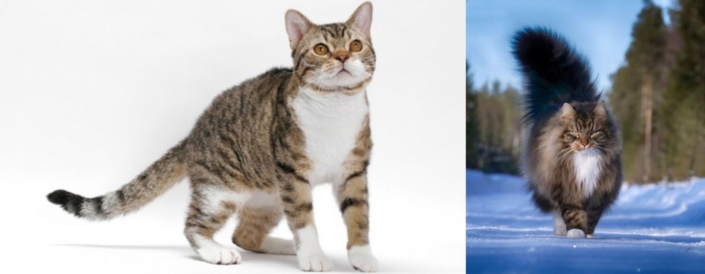 Norwegian Forest Cat vs American Wirehair - Breed Comparison