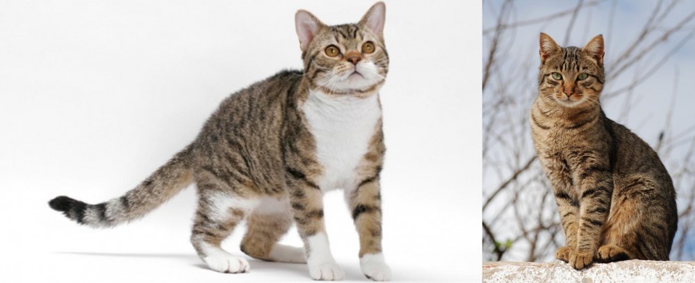 Tabby vs American Wirehair - Breed Comparison
