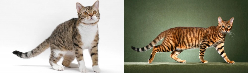 Toyger vs American Wirehair - Breed Comparison