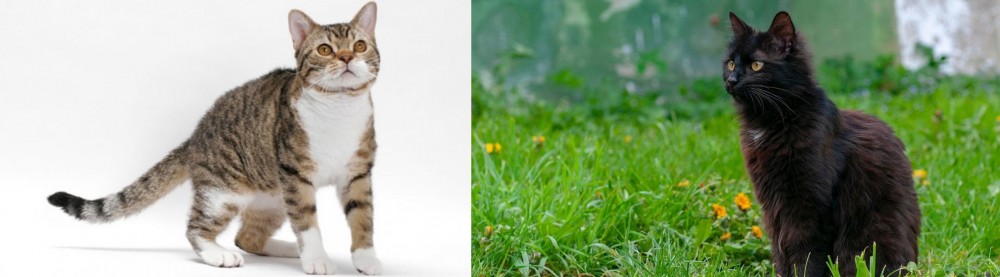 York Chocolate Cat vs American Wirehair - Breed Comparison