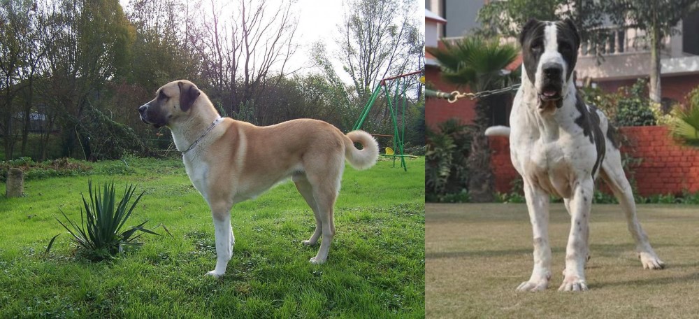 Alangu Mastiff vs Anatolian Shepherd - Breed Comparison