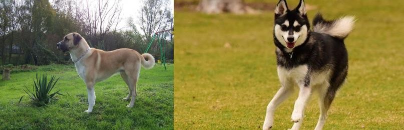 Alaskan Klee Kai vs Anatolian Shepherd - Breed Comparison