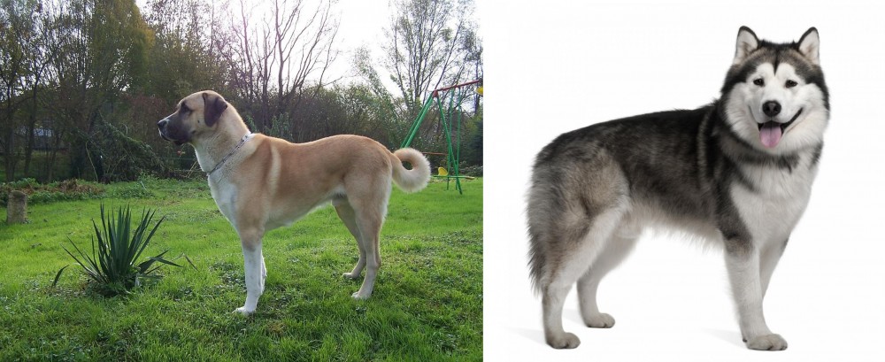 Alaskan Malamute vs Anatolian Shepherd - Breed Comparison