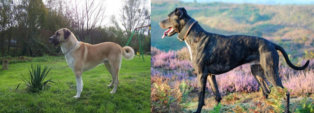Alaunt vs Anatolian Shepherd - Breed Comparison