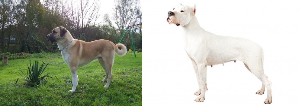 Argentine Dogo vs Anatolian Shepherd - Breed Comparison