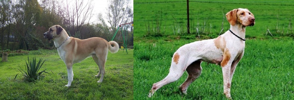 Ariege Pointer vs Anatolian Shepherd - Breed Comparison