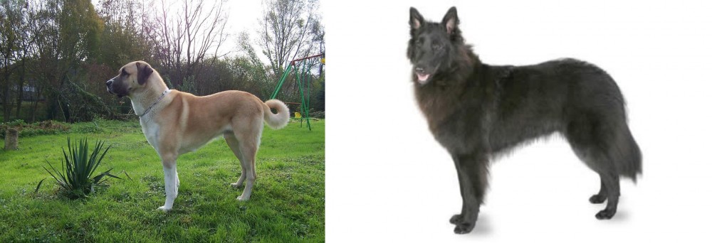 Belgian Shepherd vs Anatolian Shepherd - Breed Comparison