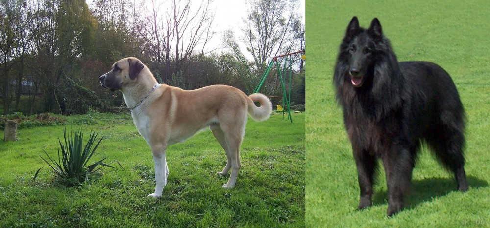Belgian Shepherd Dog (Groenendael) vs Anatolian Shepherd - Breed Comparison