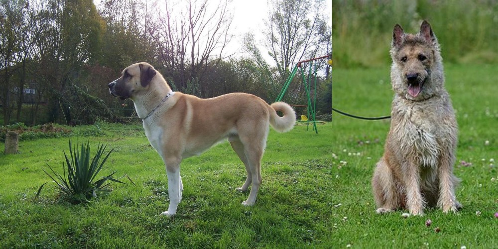 Belgian Shepherd Dog (Laekenois) vs Anatolian Shepherd - Breed Comparison