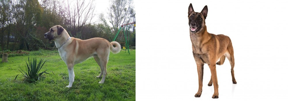 Belgian Shepherd Dog (Malinois) vs Anatolian Shepherd - Breed Comparison