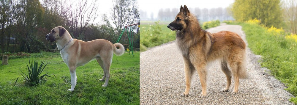 Belgian Shepherd Dog (Tervuren) vs Anatolian Shepherd - Breed Comparison