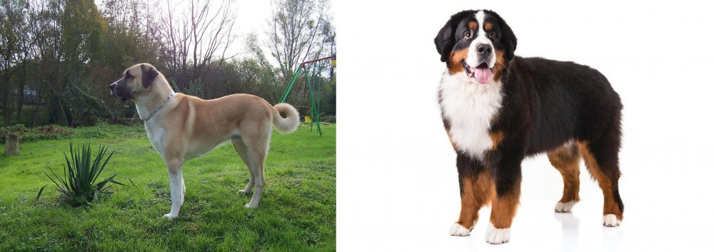Bernese Mountain Dog vs Anatolian Shepherd - Breed Comparison