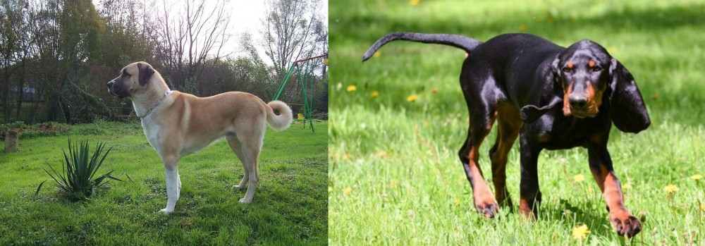 Black and Tan Coonhound vs Anatolian Shepherd - Breed Comparison