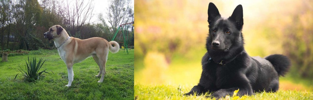 Black Norwegian Elkhound vs Anatolian Shepherd - Breed Comparison