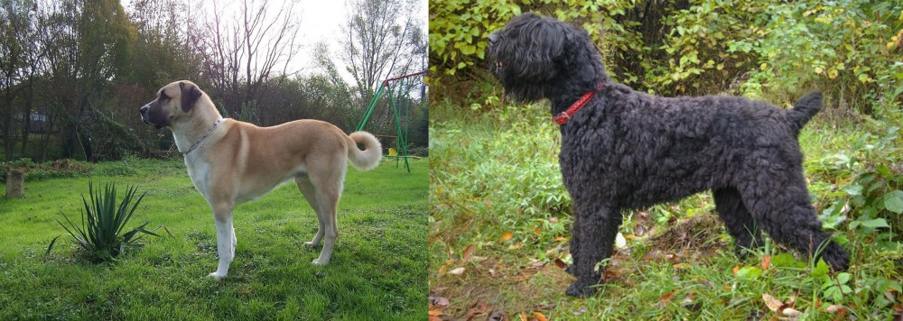 Black Russian Terrier vs Anatolian Shepherd - Breed Comparison
