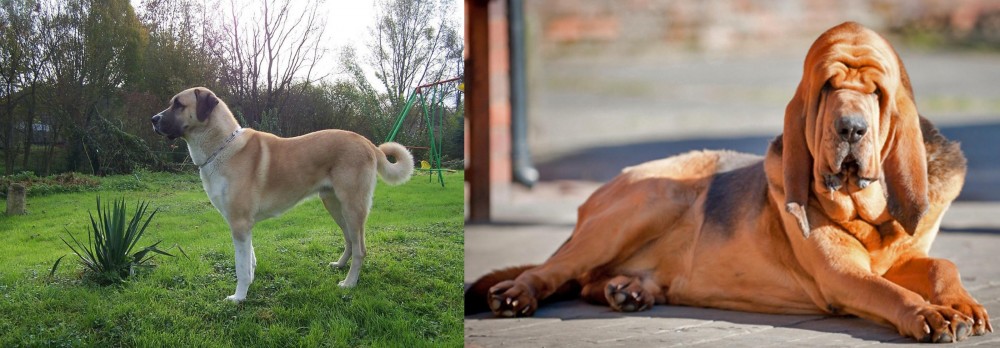 Bloodhound vs Anatolian Shepherd - Breed Comparison