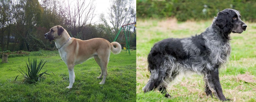 Blue Picardy Spaniel vs Anatolian Shepherd - Breed Comparison