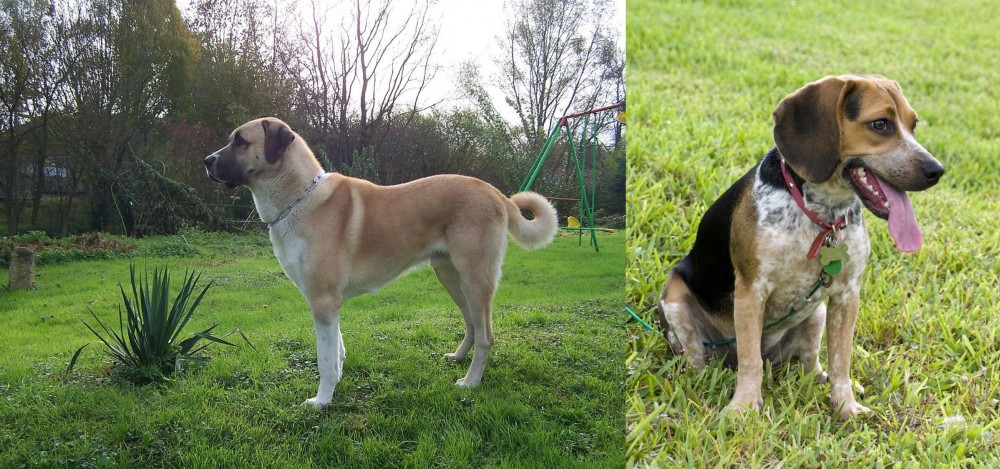 Bluetick Beagle vs Anatolian Shepherd - Breed Comparison