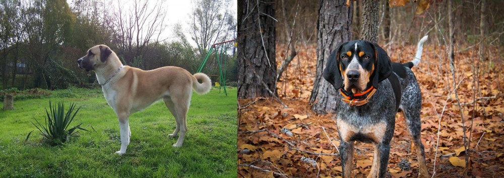 Bluetick Coonhound vs Anatolian Shepherd - Breed Comparison