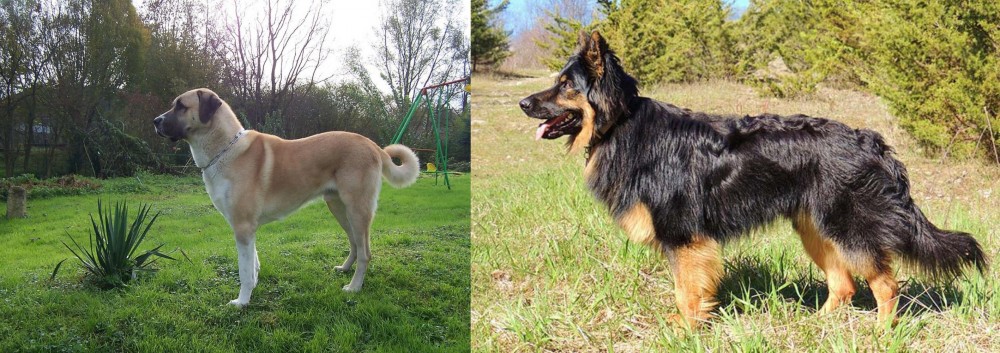 Bohemian Shepherd vs Anatolian Shepherd - Breed Comparison