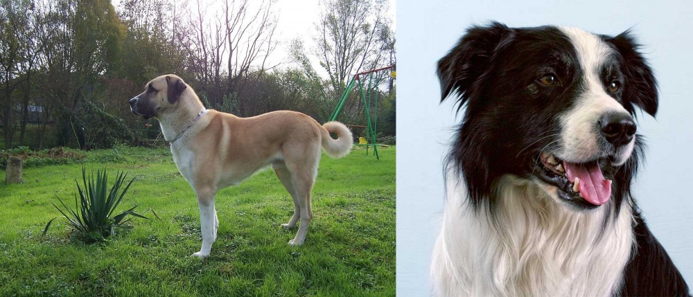 Border Collie vs Anatolian Shepherd - Breed Comparison