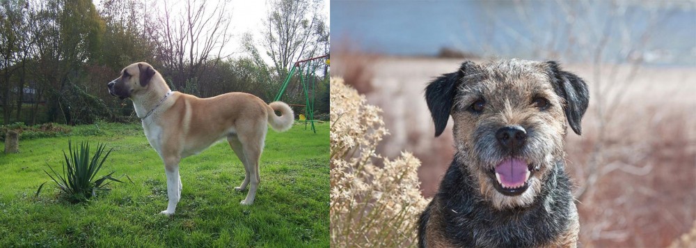 Border Terrier vs Anatolian Shepherd - Breed Comparison