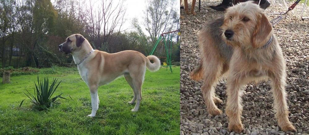 Bosnian Coarse-Haired Hound vs Anatolian Shepherd - Breed Comparison
