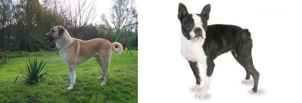 Boston Terrier vs Anatolian Shepherd - Breed Comparison