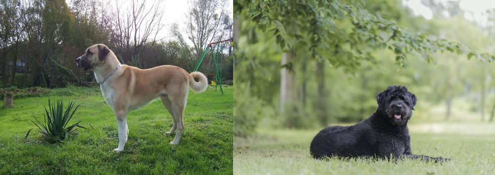 Bouvier des Flandres vs Anatolian Shepherd - Breed Comparison