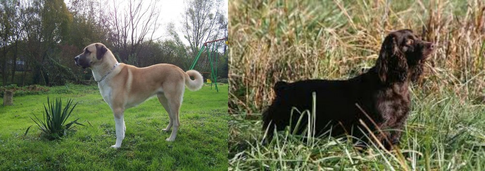 Boykin Spaniel vs Anatolian Shepherd - Breed Comparison