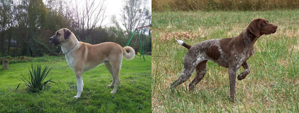 Braque Francais vs Anatolian Shepherd - Breed Comparison