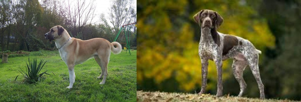 Braque Francais (Gascogne Type) vs Anatolian Shepherd - Breed Comparison