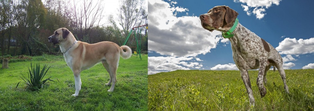 Braque Francais (Pyrenean Type) vs Anatolian Shepherd - Breed Comparison