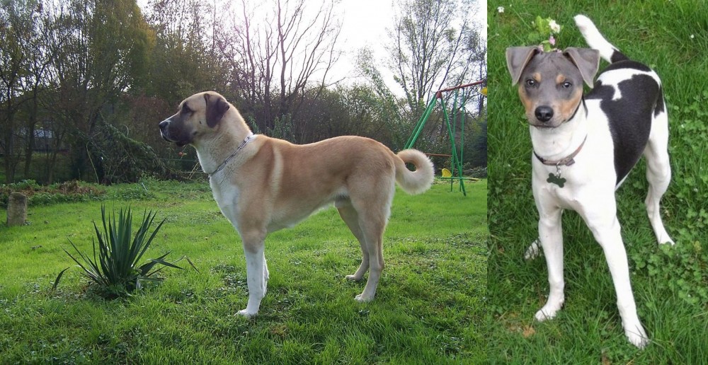 Brazilian Terrier vs Anatolian Shepherd - Breed Comparison