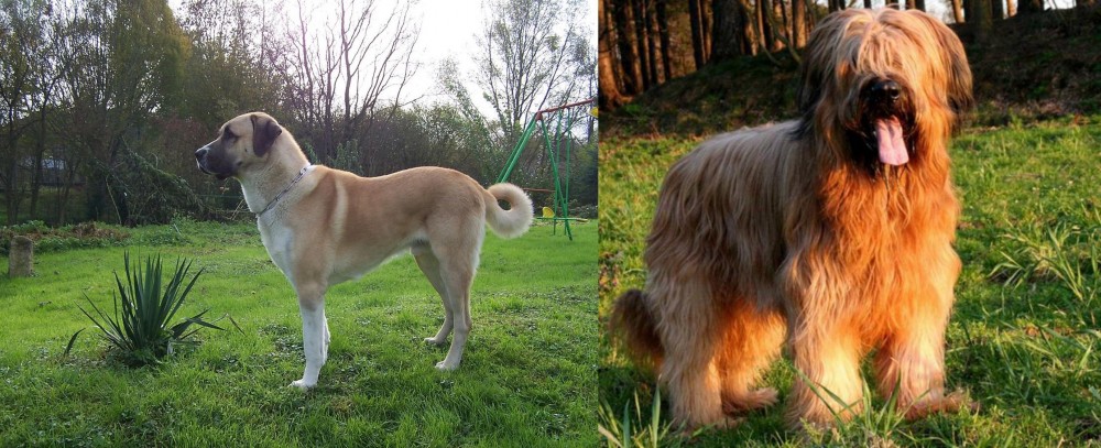 Briard vs Anatolian Shepherd - Breed Comparison