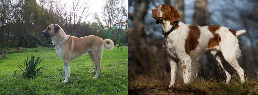 Brittany vs Anatolian Shepherd - Breed Comparison
