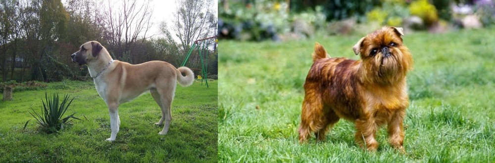 Brussels Griffon vs Anatolian Shepherd - Breed Comparison