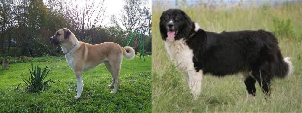 Bulgarian Shepherd vs Anatolian Shepherd - Breed Comparison